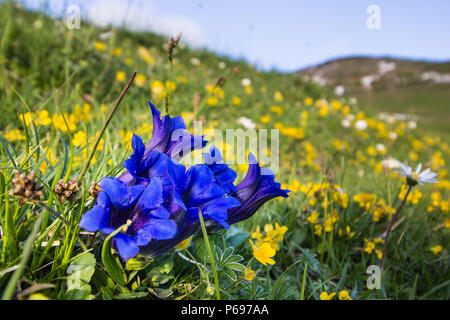 Close-up Blau blühenden Enzian Blumen in den Europäischen Alpen Stockfoto