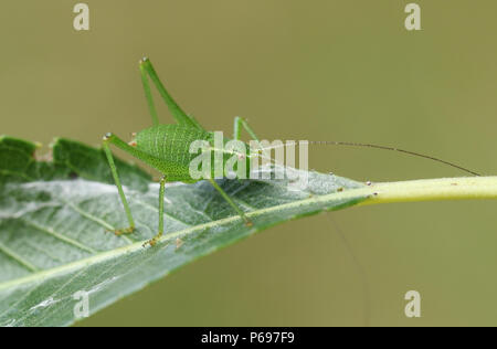 Ein ziemlich Gefleckt (Leptophyes punctatissima Bush-Cricket) auf ein Blatt am Rand des Waldes. Stockfoto