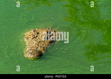 - Nilkrokodil Crocodylus niloticus - Schwimmen durch Wasser mit grünen Algen. Stockfoto