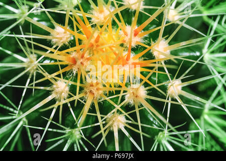 Dornen der Kaktus als Zierpflanze in macro Bild kultiviert. Tolle Nahaufnahme des Globus geformten Kakteen mit langen Dornen. Ansicht von oben geschossen. Stockfoto