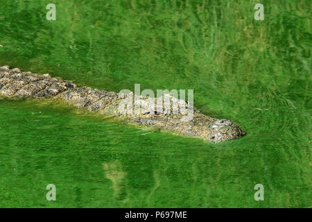 - Nilkrokodil Crocodylus niloticus - Schwimmen durch Wasser mit grünen Algen. Stockfoto