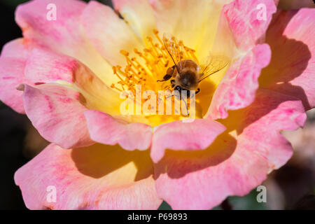 Die westliche Honigbiene (Apis mellifera) wurde das Suchen nach Nektar auf einem Aquarelle Home Run rose. Stockfoto