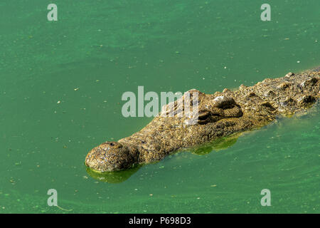 - Nilkrokodil Crocodylus niloticus - Schwimmen durch Wasser mit grünen Algen. Stockfoto