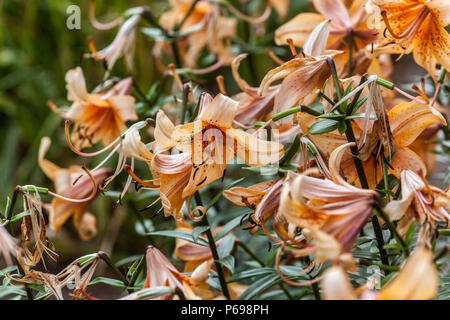 Asiatische Lilie, Lilie ' Evina ', Lilie Stockfoto