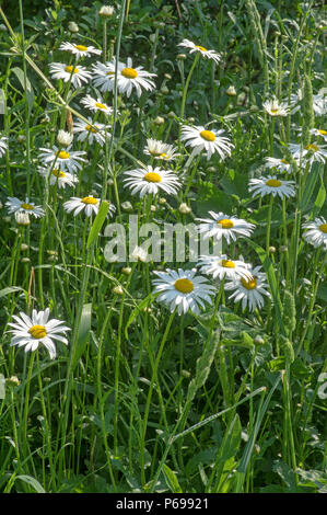 An Straßenrändern und Feld Kanten, oft Amenity gepflanzt nach Straße Verbesserung. Stockfoto