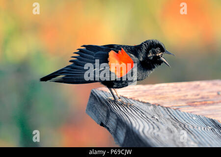 Männlicher Rotflügelbarsch, der auf einer Holzschiene thront, die Flügel ausgebreitet und laut gerufen hat, zeigt seine lebhaften roten und gelben Schulterflecken in warmen Long Stockfoto