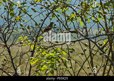 Single vogel Nachtigall oder Luscinia megarhynchos auf Bush von Wild Rose, Sredna Gora Gebirge, Ihtiman, Bulgarien Stockfoto