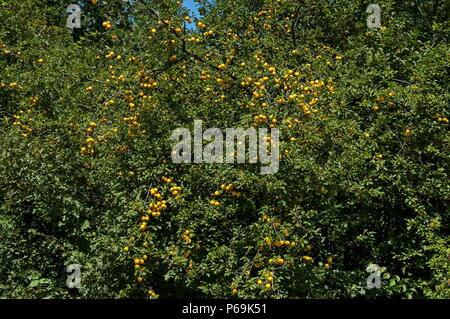 Gelbe Früchte von wild Plum in der Natur an einem sonnigen Tag wachsende Reife, Vakarel Dorf, Bulgarien Stockfoto