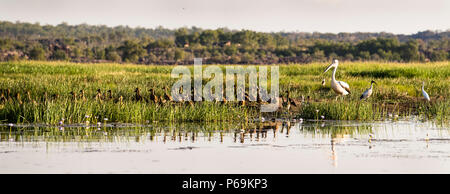 Vögel von Nordaustralien Stockfoto
