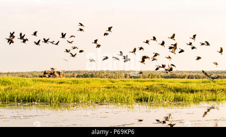 Vögel von Nordaustralien Stockfoto