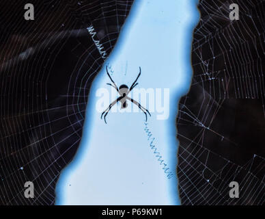 Amdrews Cross Spider in Nordaustralien. Die Kreuzspinne von St. Andrew hat ihr Netz mit Spiralfäden verstärkt Stockfoto