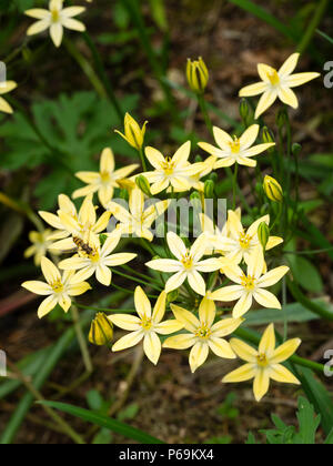 Cluster von dunkel gestreiften Blüten im Sommer blühenden hardy Glühlampe Triteleia ixioides Starlight,' Stockfoto