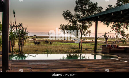 Sonnenuntergang mit Wasserbüffeln in der Bamurru Plains Lodge, Northern Territory, Australien Stockfoto