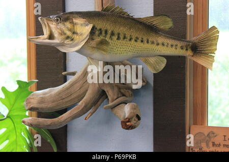 Gefüllte und montiert großen Mund Bass Fisch. Stockfoto