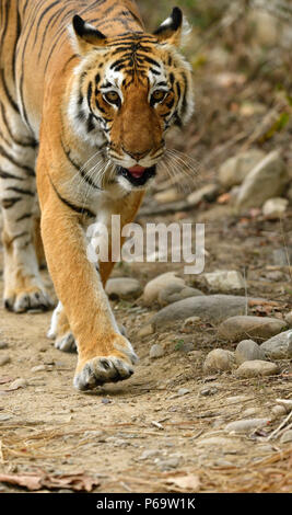 Bengal Tiger, Panthera tigris im Sommer, in die Kamera starrt. Tigerin Wandern auf Schotter, Schwellen aus gelben Gras, perfekt getarnt. Stockfoto