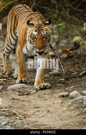 Bengal Tiger, Panthera tigris im Sommer, in die Kamera starrt. Tigerin Wandern auf Schotter, Schwellen aus gelben Gras, perfekt getarnt. Stockfoto