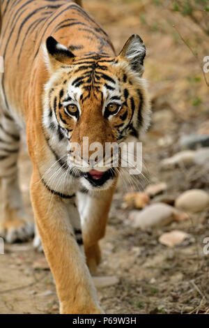 Bengal Tiger, Panthera tigris im Sommer, in die Kamera starrt. Tigerin Wandern auf Schotter, Schwellen aus gelben Gras, perfekt getarnt. Stockfoto