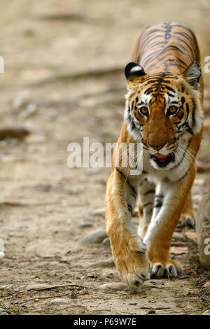 Bengal Tiger, Panthera tigris im Sommer, in die Kamera starrt. Tigerin Wandern auf Schotter, Schwellen aus gelben Gras, perfekt getarnt. Stockfoto