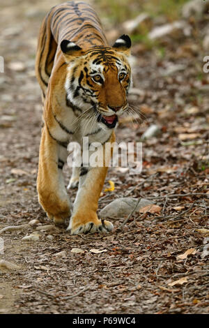 Bengal Tiger, Panthera tigris im Sommer, in die Kamera starrt. Tigerin Wandern auf Schotter, Schwellen aus gelben Gras, perfekt getarnt. Stockfoto