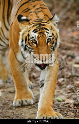 Bengal Tiger, Panthera tigris im Sommer, in die Kamera starrt. Tigerin Wandern auf Schotter, Schwellen aus gelben Gras, perfekt getarnt. Stockfoto