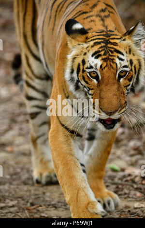 Bengal Tiger, Panthera tigris im Sommer, in die Kamera starrt. Tigerin Wandern auf Schotter, Schwellen aus gelben Gras, perfekt getarnt. Stockfoto