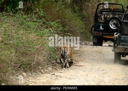 Aggressive weiblichen Bengal Tiger gegen die Wiese stehend alert Warten zu jagen ihre Beute auf einem hellen, sonnigen Tag in Indian Summer getarnt Stockfoto