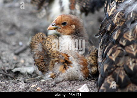 Einen Monat alten braunen Küken sitzt Neben Henne Stockfoto