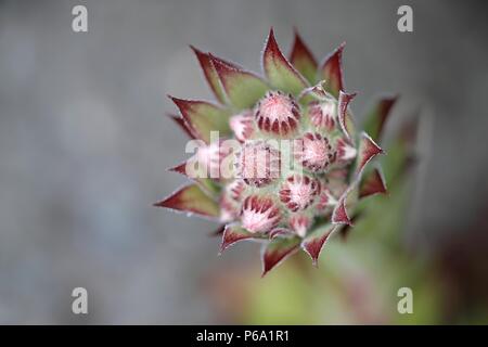 Gemeinsame hauswurz oder Thunder - Pflanze, Sempervivum tectorum Stockfoto