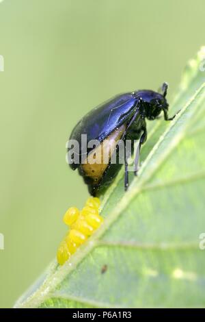 Erle leaf Beetle, Agelastica alni, Eier Stockfoto