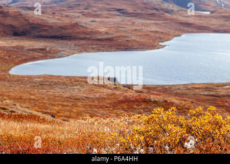 Herbst grönländischen Tundra Pflanzen mit dem See im Hintergrund, Kangerlussuaq, Grönland Stockfoto