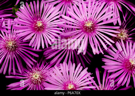 Von Kupfer iceplant (Delosperma cooperi) Blume Nahaufnahme Stockfoto