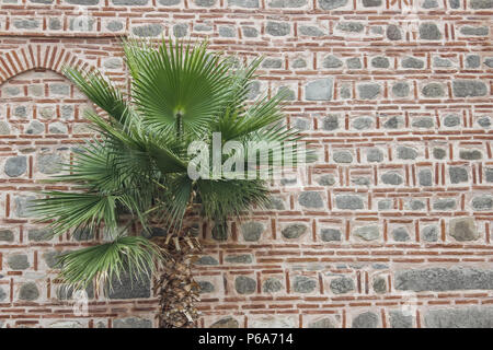 Palm Tree vor einem mittelalterlichen Ziegel und Stein Moschee Wand Stockfoto