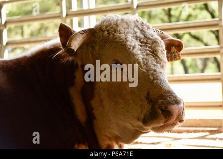 Hereford Rind abstammen Johnson's registriert Herde von Hereford Rind, Lyndon B Johnson National Historical Park, Texas, USA Stockfoto