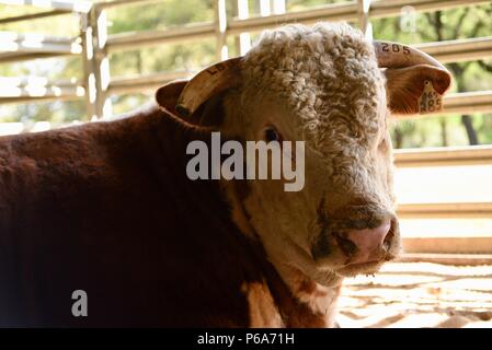 Hereford Rind abstammen Johnson's registriert Herde von Hereford Rind, Lyndon B Johnson National Historical Park, Texas, USA Stockfoto