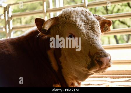 Hereford Rind abstammen Johnson's registriert Herde von Hereford Rind, Lyndon B Johnson National Historical Park, Texas, USA Stockfoto