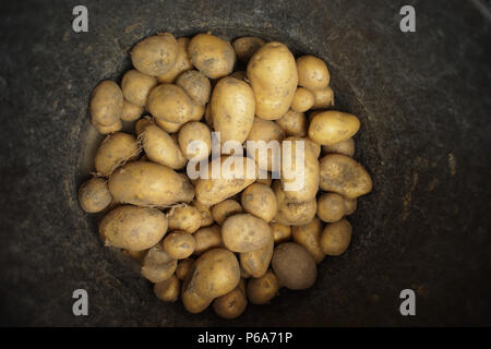 In der Nähe von frisch geernteten Kartoffeln in schwarzen Eimer Stockfoto