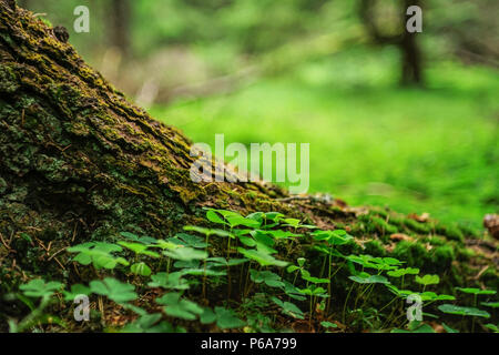 Boden geschossen von Clover Pflanzen im Wald in der Nähe von einem Baum base Stockfoto