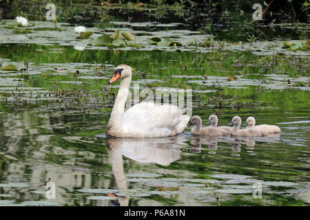 Eine Mutter Mute swan mit vier cygnets Schwimmen in einem See. Stockfoto