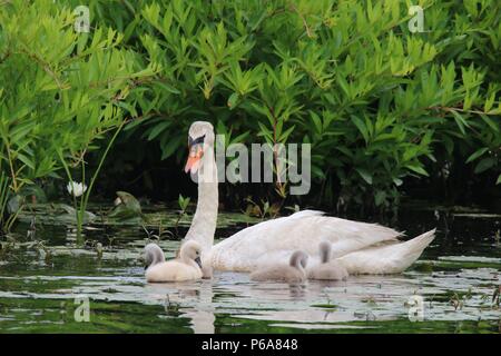 Eine Mutter Mute swan mit vier cygnets Schwimmen in einem See. Stockfoto