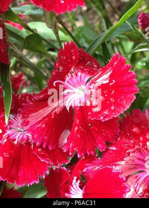 Helle rote Nelke Vielfalt Stockfoto