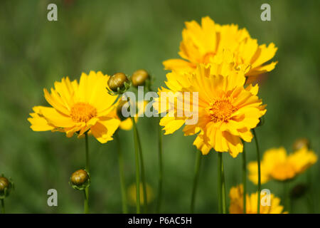 Lance-leaved Coreopsis Blumen Stockfoto