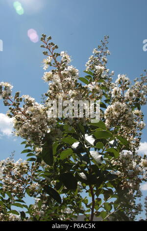 Weiß Crepe Myrtle Blüte Stockfoto