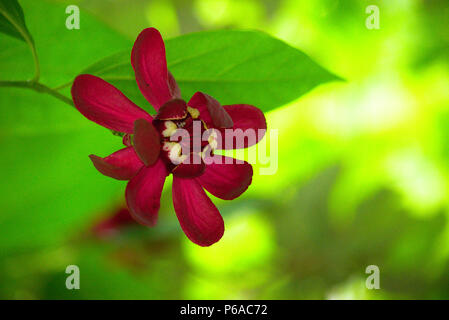 Roten Blüte am Baum Stockfoto