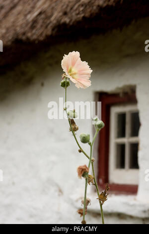 Gemeinsame Hibiskus Blume Stockfoto