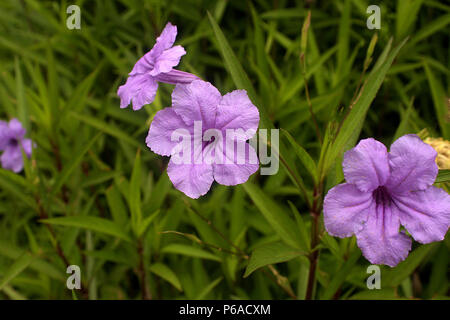 Moostierchenart (Mexikanische Petunia) Stockfoto