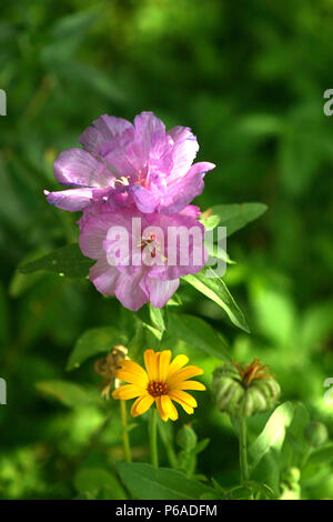Clarkia blüht und Calendula wächst im Garten Stockfoto