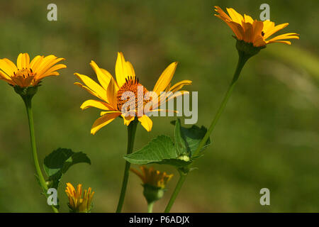 Nahaufnahme von blühenden Heliopsis helianthoides-Pflanzen Stockfoto