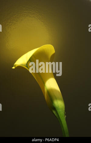 In der Nähe von Yellow Calla Blume Stockfoto