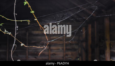 Grüne Spinne auf Web in Scheune; Concord, NC aufgegeben Stonewall Jackson Jugendgefängnis Stockfoto