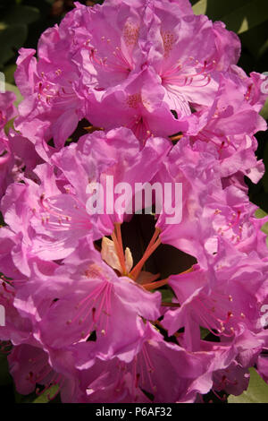 In der Nähe von rosa Rhododendron Blumen Stockfoto